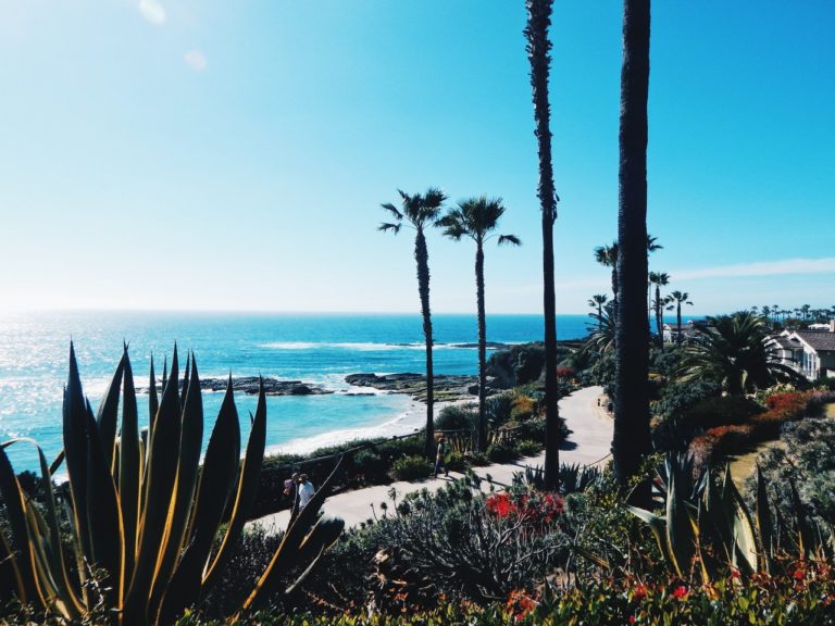 Sunlit coastal walkway with palm trees